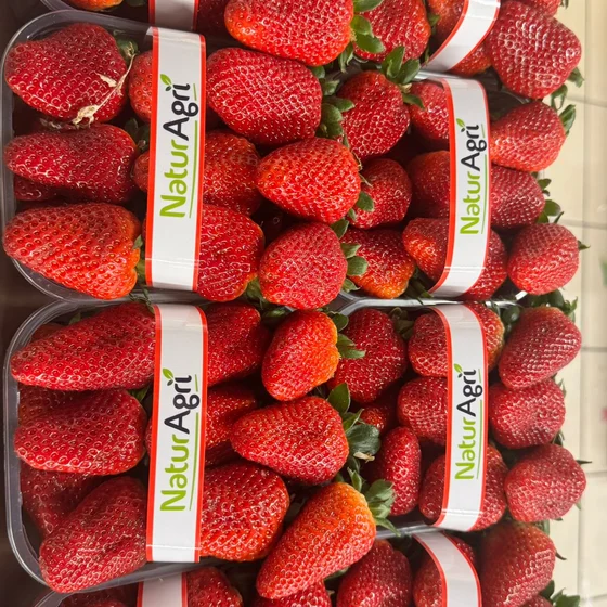 Fragole varietà Candonga